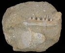 Enchodus Jaw Section with Teeth #60541-1